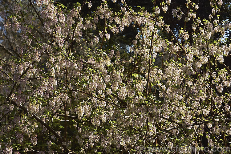 Ribes sanguineum var. glutinosum 'Albidum', a pale pink-flowered form of the Winter. Currant, a late winter-flowering deciduous shrub to 4m tall. Native to the western United States