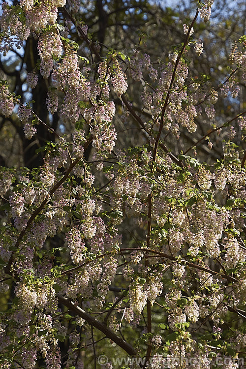 Ribes sanguineum var. glutinosum 'Albidum', a pale pink-flowered form of the Winter. Currant, a late winter-flowering deciduous shrub to 4m tall. Native to the western United States