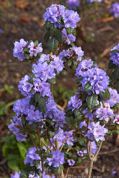 <i>Rhododendron hippophaeoides</i>, an upright, rather open-growing evergreen shrub up to 1.5m tall It is native to Yunnan and Szechwan, China, where it occurs at elevations up to 4000m. The heads of small mauve-blue flowers open in early spring. Order: Ericales, Family: Ericaceae