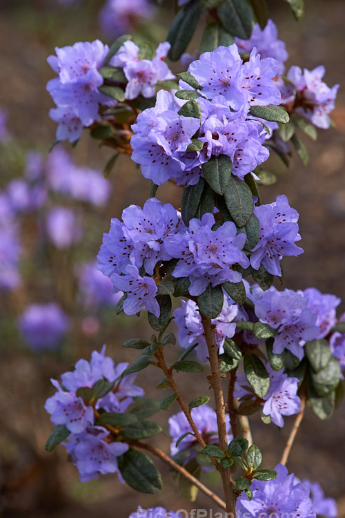 <i>Rhododendron hippophaeoides</i>, an upright, rather open-growing evergreen shrub up to 1.5m tall It is native to Yunnan and Szechwan, China, where it occurs at elevations up to 4000m. The heads of small mauve-blue flowers open in early spring. Order: Ericales, Family: Ericaceae