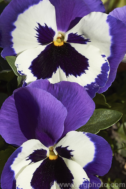Viola. Atlas x Purple, one of several colour forms in the Atlas strain, these pansies have medium to large-sized bi-colored flowers and are at their best in late winter to spring. viola-2165htm'>Viola. <a href='violaceae-plant-family-photoshtml'>Violaceae</a>.