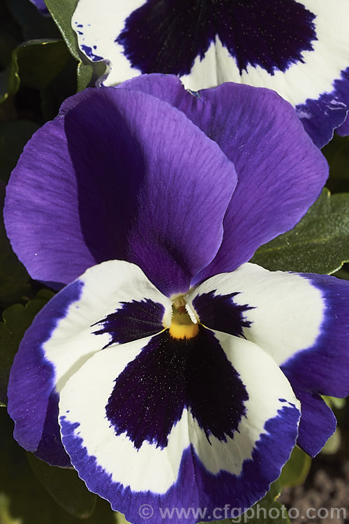 Viola. Atlas x Purple, one of several colour forms in the Atlas strain, these pansies have medium to large-sized bi-colored flowers and are at their best in late winter to spring. viola-2165htm'>Viola. <a href='violaceae-plant-family-photoshtml'>Violaceae</a>.