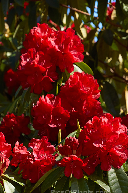 <i>Rhododendron</i> 'Ivery's Scarlet' (syn. 'Ivorianum'), an early-flowering hybrid of unknown origins. It was developed by Ivery before 1958 and can grow to 5m high and wide. Order: Ericales, Family: Ericaceae