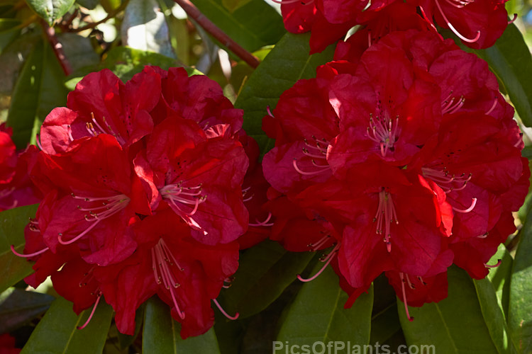 <i>Rhododendron</i> 'Ivery's Scarlet' (syn. 'Ivorianum'), an early-flowering hybrid of unknown origins. It was developed by Ivery before 1958 and can grow to 5m high and wide. Order: Ericales, Family: Ericaceae