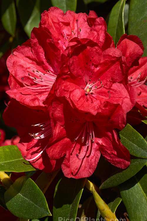 <i>Rhododendron</i> 'Ivery's Scarlet' (syn. 'Ivorianum'), an early-flowering hybrid of unknown origins. It was developed by Ivery before 1958 and can grow to 5m high and wide. Order: Ericales, Family: Ericaceae