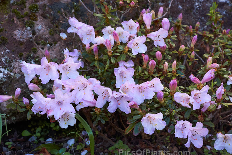 <i>Rhododendron pemakoense</i>, a small, spring-flowering, evergreen shrub found naturally in the eastern Himalayas and China. It is often grown in rockeries and is the parent of several dwarf hybrids. Order: Ericales, Family: Ericaceae