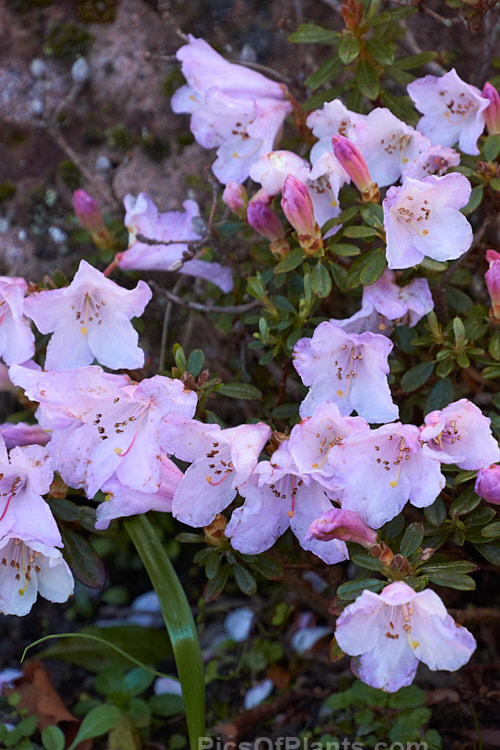 <i>Rhododendron pemakoense</i>, a small, spring-flowering, evergreen shrub found naturally in the eastern Himalayas and China. It is often grown in rockeries and is the parent of several dwarf hybrids. Order: Ericales, Family: Ericaceae