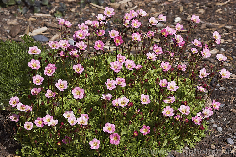 'Peter Pan'. Saxifrage (<i>Saxifraga exarata subsp. moschata 'Peter Pan'), a cultivar of a subspecies of the Furrowed. Saxifrage, a cushion-forming species found from central Europe to Iran. It is very low-growing and spreading and is usually grown in rockeries or alpine troughs. saxifraga-2487htm'>Saxifraga. <a href='saxifragaceae-plant-family-photoshtml'>Saxifragaceae</a>.