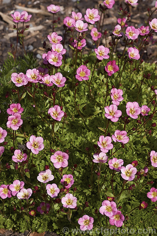 'Peter Pan'. Saxifrage (<i>Saxifraga exarata subsp. moschata 'Peter Pan'), a cultivar of a subspecies of the Furrowed. Saxifrage, a cushion-forming species found from central Europe to Iran. It is very low-growing and spreading and is usually grown in rockeries or alpine troughs. saxifraga-2487htm'>Saxifraga. <a href='saxifragaceae-plant-family-photoshtml'>Saxifragaceae</a>.