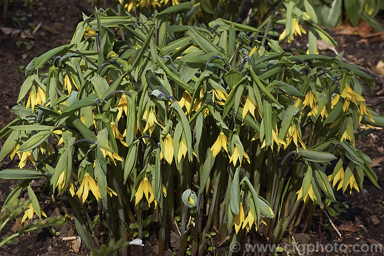 Bellwort (<i>Uvularia grandiflora</i>), a spring-blooming woodland perennial found from Quebec, Canada to Georgia, USA The flower stems are up to 75cm high, though lower at the flowering stage. uvularia-2752htm'>Uvularia. <a href='colchicaceae-plant-family-photoshtml'>Colchicaceae</a>.