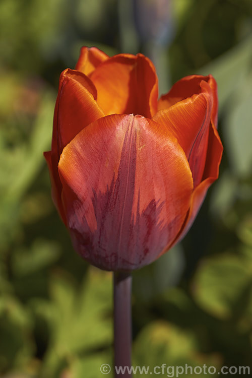 Tulipa 'Princess Irene' (<i>Syn 'Prinses. Irene') (<i>Category 1 x Single. Early [sometimes listed as Cat 3 x Triumph]), a 35cm (14in</i>) tall tulip with flowers in a distinctive combination of burgundy to light purple and orange. Order: Liliales, Family: Liliaceae