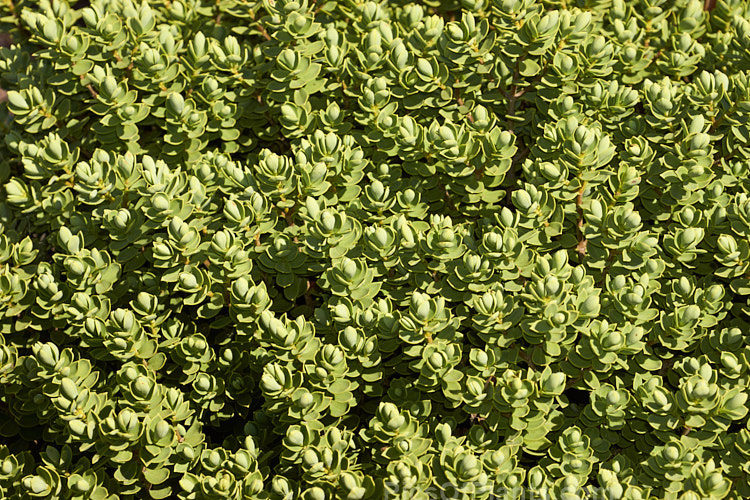 <i>Veronica topiaria</i> (syn. <i>Hebe topiaria</i>), an evergreen 70cm-1.2m tall shrub found in New Zealand from Nelson to North Canterbury in the South Island It has grey-green foliage and small heads of white flowers, mainly in summer. As the name topiaria suggests, it forms a dense hummock of foliage like a natural topiary and is sometimes used for hedging. Order: Lamiales, Family: Plantaginaceae