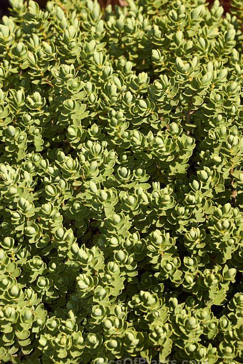 <i>Veronica topiaria</i> (syn. <i>Hebe topiaria</i>), an evergreen 70cm-1.2m tall shrub found in New Zealand from Nelson to North Canterbury in the South Island It has grey-green foliage and small heads of white flowers, mainly in summer. As the name topiaria suggests, it forms a dense hummock of foliage like a natural topiary and is sometimes used for hedging. Order: Lamiales, Family: Plantaginaceae