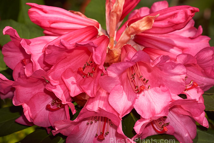 <i>Rhododendron</i> 'William Deans', a hybrid of unclear origins, possibly from the Deans' collection at Homebush, Canterbury, New Zealand. It appears to grow to around 3-3.5m high and the dark foliage has a distinctive pale grey-buff indumentum. Order: Ericales, Family: Ericaceae