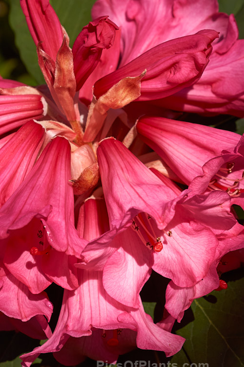 <i>Rhododendron</i> 'William Deans', a hybrid of unclear origins, possibly from the Deans' collection at Homebush, Canterbury, New Zealand. It appears to grow to around 3-3.5m high and the dark foliage has a distinctive pale grey-buff indumentum. Order: Ericales, Family: Ericaceae