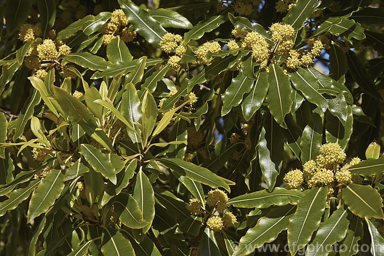 Lemonwood or Tarata (<i>Pittosporum eugenioides</i>) in flower. This evergreen shrub or small tree, up to 8m tall, is native to New Zealand While rather inconspicuous, the spring-borne flowers are sweetly scented in the evening and the foliage is aromatic. Order: Apiales, Family: Pittosporaceae