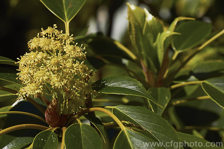 Wheel. Tree (<i>Trochodendron aralioides</i>), an evergreen shrub or small tree that can grow to as much as 20m tall It is native to Japan, southern Korea and Taiwan and is notable for its reddish bronze new growth and its yellow-green flowers which have not petals but are nonetheless conspicuous because of the spoke-like arrangement of the stamens around a central hub of carpels. trochodendron-3373htm'>Trochodendron. <a href='trochodendraceae-plant-family-photoshtml'>Trochodendraceae</a>.