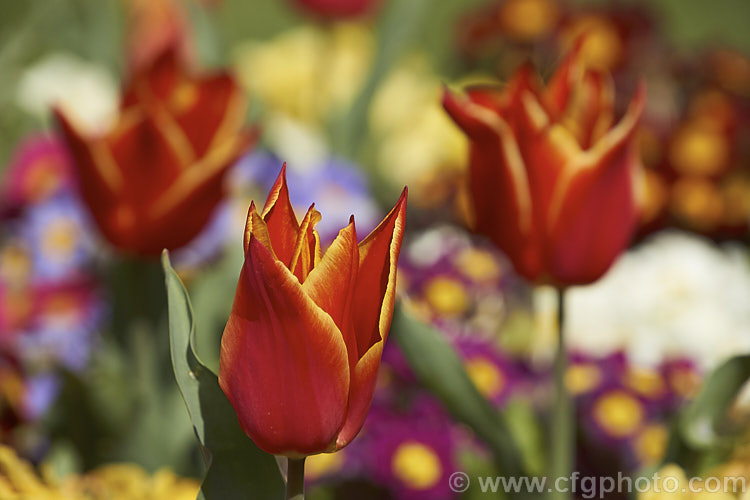 Tulipa 'Royal Design' (<i>Category 6 x Lily-flowered</i>), a 30-40cm (12-14in</i>) tall tulip with flowers in a distinctive combination of red and creamy yellow. Order: Liliales, Family: Liliaceae