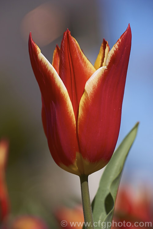 Tulipa 'Royal Design' (<i>Category 6 x Lily-flowered</i>), a 30-40cm (12-14in</i>) tall tulip with flowers in a distinctive combination of red and creamy yellow. Order: Liliales, Family: Liliaceae