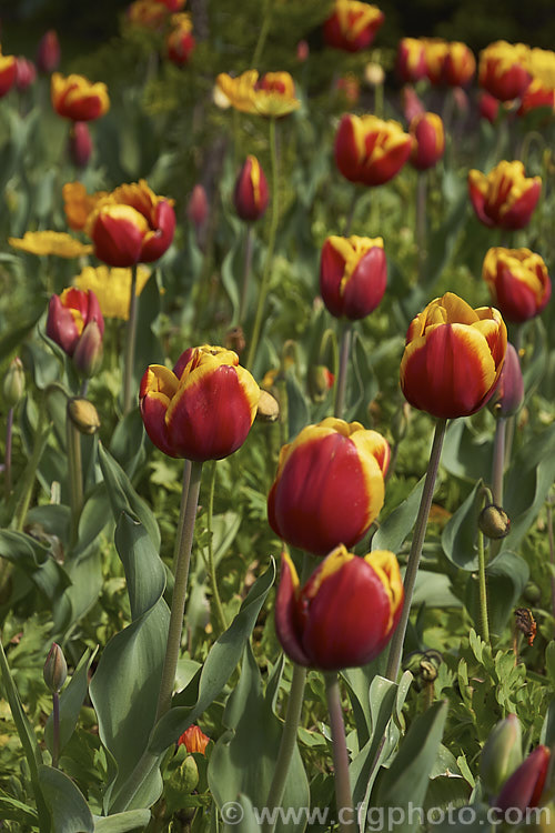 Tulipa 'Gerrit. Van. Der. Valk' (<i>Category 3 x Triumph Hybrid</i>), a strong-growing tulip that soon develops into a clump. It was introduced in 2003, grows to around 45cm tall and is noticeable for the strong contrast of its bicolored flowers. Order: Liliales, Family: Liliaceae