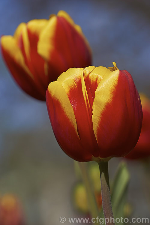 Tulipa 'Gerrit. Van. Der. Valk' (<i>Category 3 x Triumph Hybrid</i>), a strong-growing tulip that soon develops into a clump. It was introduced in 2003, grows to around 45cm tall and is noticeable for the strong contrast of its bicolored flowers. Order: Liliales, Family: Liliaceae