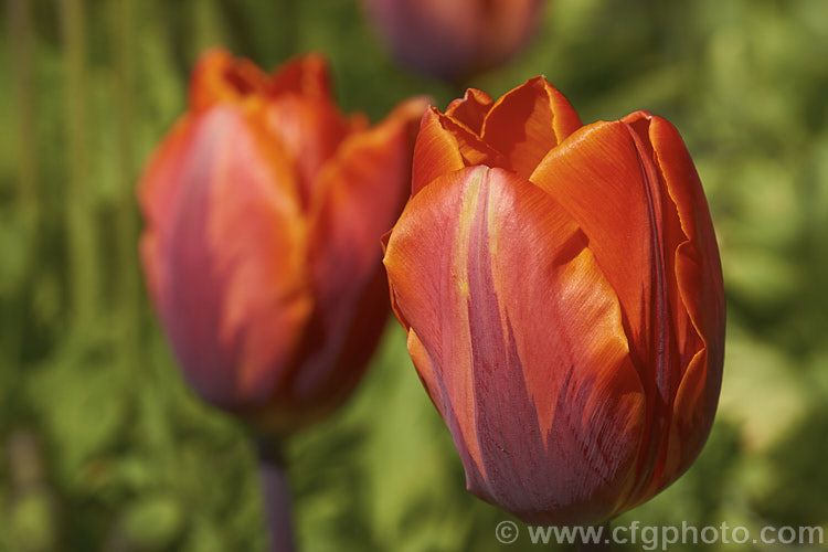 Tulipa 'Princess Irene' (<i>Syn 'Prinses. Irene') (<i>Category 1 x Single. Early [sometimes listed as Cat 3 x Triumph]), a 35cm (14in</i>) tall tulip with flowers in a distinctive combination of burgundy to light purple and orange. Order: Liliales, Family: Liliaceae