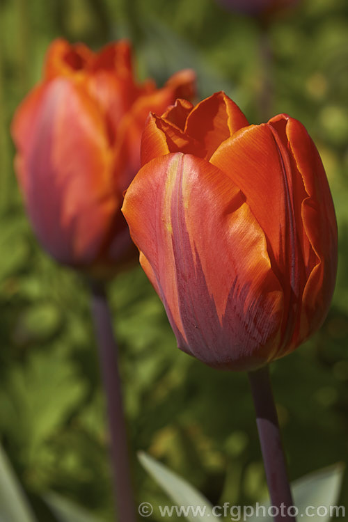Tulipa 'Princess Irene' (<i>Syn 'Prinses. Irene') (<i>Category 1 x Single. Early [sometimes listed as Cat 3 x Triumph]), a 35cm (14in</i>) tall tulip with flowers in a distinctive combination of burgundy to light purple and orange. Order: Liliales, Family: Liliaceae