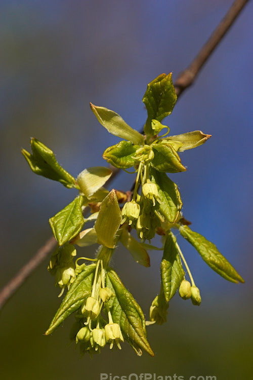 The flowers and unfolding spring foliage of the Three-toothed Maple (<i>Acer buergerianum</i>). This small deciduous tree is native to Japan and nearby parts of eastern China. Its leaves are small and very distinctive because they have only three lobes. Order: Sapindales, Family: Sapindaceae