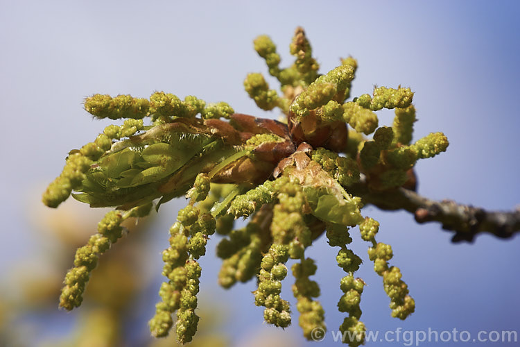 The flowers and developing young spring foliage buds of the English Oak (<i>Quercus robur</i>), a large, round-headed deciduous tree found from Britain to western Russia. It lives to a great age and can reach 40m tall, though 20-35m is more common. Even at this young stage, aphids can be seen on these leaves. Order: Fagales, Family: Fagaceae