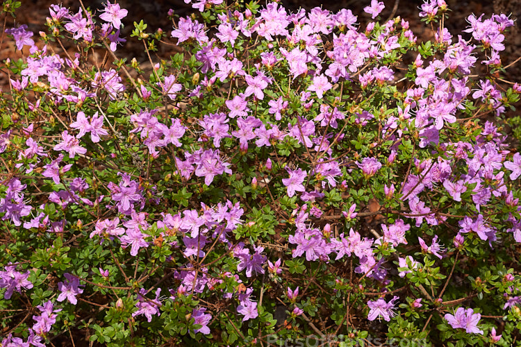 <i>Rhododendron kiusianum</i>, a 60cm-1.5m high evergreen azalea native to Kyushu, Japan. It is an important parent of the Kurume azaleas.