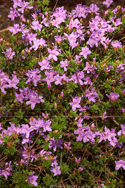 <i>Rhododendron kiusianum</i>, a 60cm-1.5m high evergreen azalea native to Kyushu, Japan. It is an important parent of the Kurume azaleas.