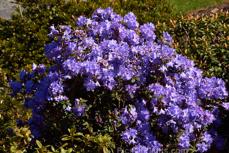 <i>Rhododendron</i> 'Blue Diamond' ('Intrifast' x <i>Rhododendron augustinii</i>), an English hybrid raised by Crosfield that was introduced around 1935. Its foliage turns bronze to purple in winter and it grows to 1m high x 1.5m wide. Order: Ericales, Family: Ericaceae