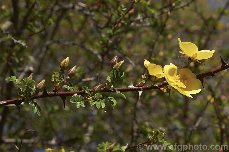 Rosa ecae 'Helen. Knight', an early-flowering cultivar of a large, spiny, deciduous shrub rose native to western Asia. Order: Rosales, Family: Rosaceae