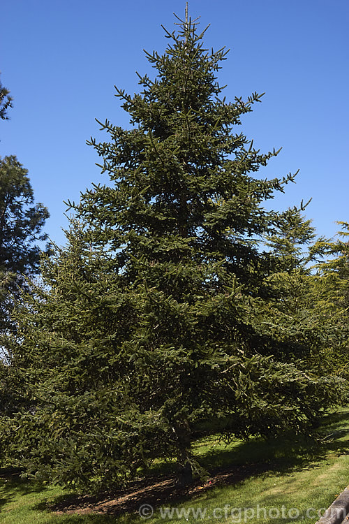 <i>Abies recurvata</i>, an evergreen coniferous tree native to China, where it is found in Sichuan and Gansu provinces at elevations of 2300-3600m. It can grow to as much as 40m tall Order: Pinales, Family: Pinaceae