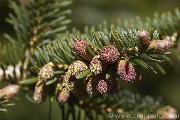 <i>Abies recurvata</i>, an evergreen coniferous tree native to China, where it is found in Sichuan and Gansu provinces at elevations of 2300-3600m. It can grow to as much as 40m tall Order: Pinales, Family: Pinaceae