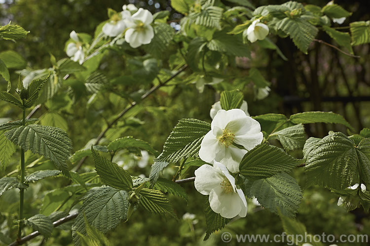 Rhodotypos scandens, a spreading, spring-flowering, deciduous shrub that grows to about 5m high. Black berries follow the flowers. It is a member of the rose family and a native of China and Japan