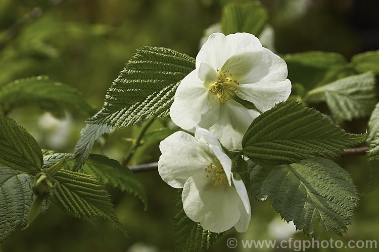 Rhodotypos scandens, a spreading, spring-flowering, deciduous shrub that grows to about 5m high. Black berries follow the flowers. It is a member of the rose family and a native of China and Japan