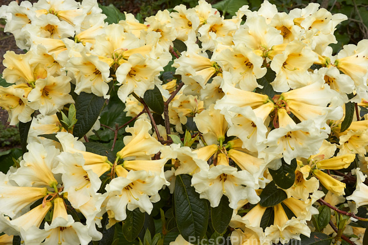 <i>Rhododendron</i> 'Floral Sun' (<i>Rhododendron nuttallii</i> x 'R.W. Rye'), a mildly fragrant hybrid raised by Mark Jury of New Zealand. The bush is compact, with flower trusses that are impressively large for a small plant. The cream to soft yellow colour is very distinctive. Order: Ericales, Family: Ericaceae