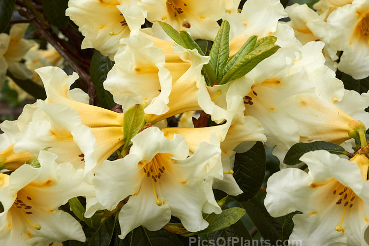 <i>Rhododendron</i> 'Floral Sun' (<i>Rhododendron nuttallii</i> x 'R.W. Rye'), a mildly fragrant hybrid raised by Mark Jury of New Zealand. The bush is compact, with flower trusses that are impressively large for a small plant. The cream to soft yellow colour is very distinctive. Order: Ericales, Family: Ericaceae