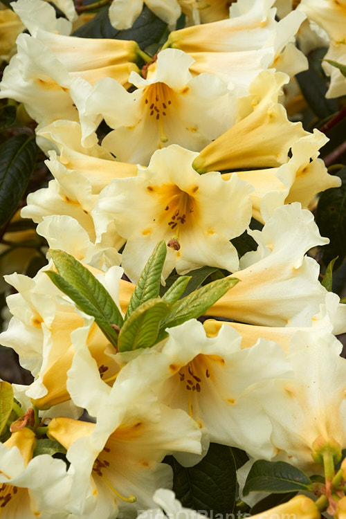<i>Rhododendron</i> 'Floral Sun' (<i>Rhododendron nuttallii</i> x 'R.W. Rye'), a mildly fragrant hybrid raised by Mark Jury of New Zealand. The bush is compact, with flower trusses that are impressively large for a small plant. The cream to soft yellow colour is very distinctive. Order: Ericales, Family: Ericaceae