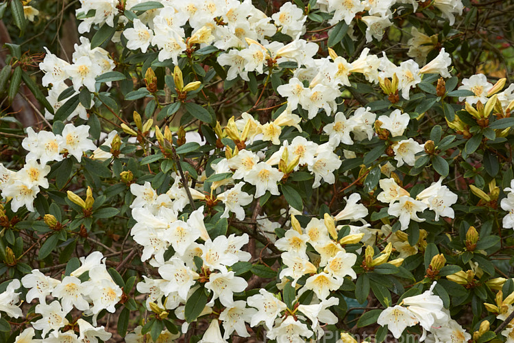 <i>Rhododendron johnstoneanum</i>, a variably sized shrub native to Assam and Manipur, India Its flowers are sometimes faintly scented and while usually white, they also occur in soft yellow to very pale pink shades. Order: Ericales, Family: Ericaceae