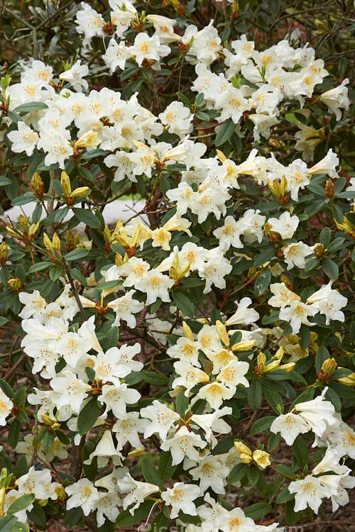 <i>Rhododendron johnstoneanum</i>, a variably sized shrub native to Assam and Manipur, India Its flowers are sometimes faintly scented and while usually white, they also occur in soft yellow to very pale pink shades. Order: Ericales, Family: Ericaceae