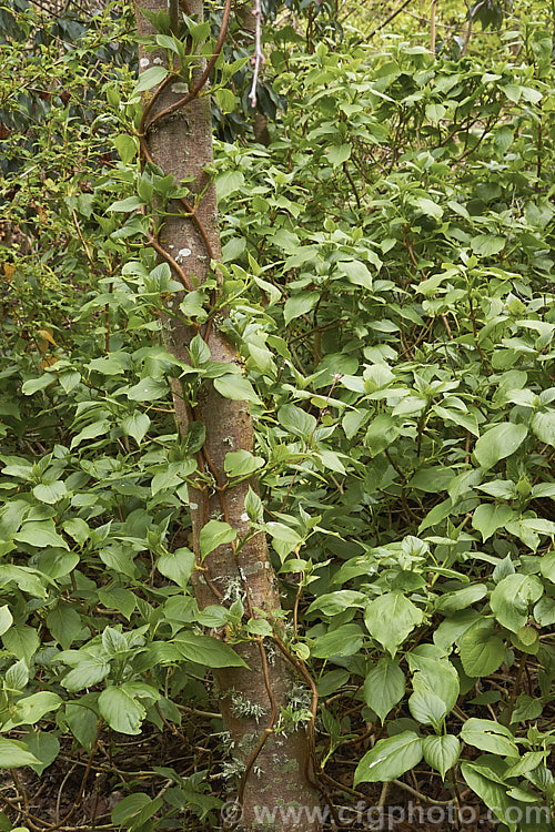 Schizophragma integrifolium, a deciduous or semi- evergreen self-clinging vine that in summer produces large heads of tiny cream flowers made more conspicuous by flag-like bracts that occur irregularly around the edge of the flowerhead. Native to central and western China, this is an extremely vigorous plant easily capable of growing to 10m high and wide. It can also be grown as a groundcover. schizophragma-3291htm'>Schizophragma. <a href='hydrangeaceae-plant-family-photoshtml'>Hydrangeaceae</a>.