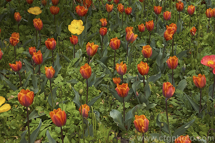 Tulipa 'Princess Irene' (<i>Syn 'Prinses. Irene') (<i>Category 1 x Single. Early [sometimes listed as Cat 3 x Triumph]), a 35cm (14in</i>) tall tulip with flowers in a distinctive combination of burgundy to light purple and orange. Order: Liliales, Family: Liliaceae