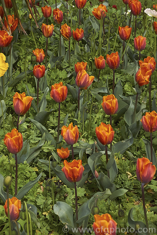 Tulipa 'Princess Irene' (<i>Syn 'Prinses. Irene') (<i>Category 1 x Single. Early [sometimes listed as Cat 3 x Triumph]), a 35cm (14in</i>) tall tulip with flowers in a distinctive combination of burgundy to light purple and orange. Order: Liliales, Family: Liliaceae