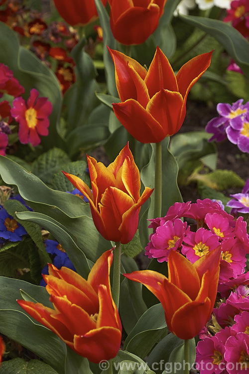Tulipa 'Royal Design' (<i>Category 6 x Lily-flowered</i>), a 30-40cm (12-14in</i>) tall tulip with flowers in a distinctive combination of red and creamy yellow. Order: Liliales, Family: Liliaceae