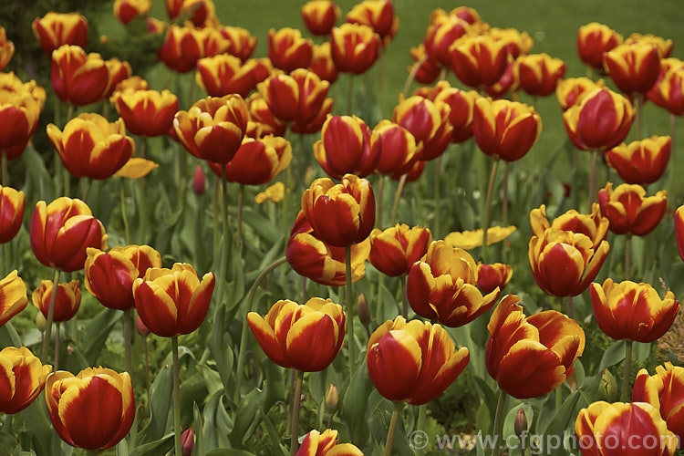 Tulipa 'Gerrit. Van. Der. Valk' (<i>Category 3 x Triumph Hybrid</i>), a strong-growing tulip that soon develops into a clump. It was introduced in 2003, grows to around 45cm tall and is noticeable for the strong contrast of its bicolored flowers. Order: Liliales, Family: Liliaceae