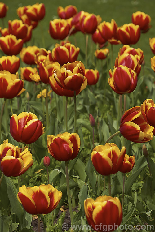 Tulipa 'Gerrit. Van. Der. Valk' (<i>Category 3 x Triumph Hybrid</i>), a strong-growing tulip that soon develops into a clump. It was introduced in 2003, grows to around 45cm tall and is noticeable for the strong contrast of its bicolored flowers. Order: Liliales, Family: Liliaceae