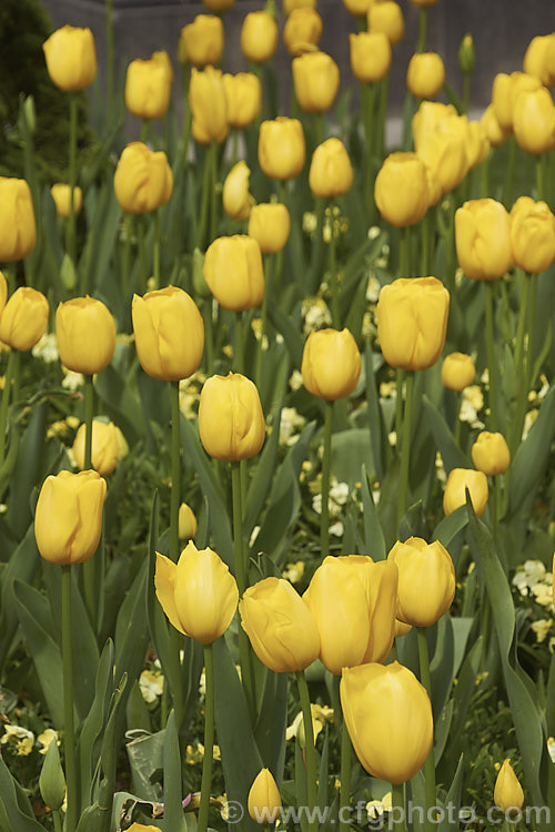 Tulipa 'Lily. Schreyer' (<i>Category 5 x Single. Late</i>), a vigorous, strongly coloured tulip that grows to 50cm tall Named after the wife of a former. Governor. General of Canada Order: Liliales, Family: Liliaceae