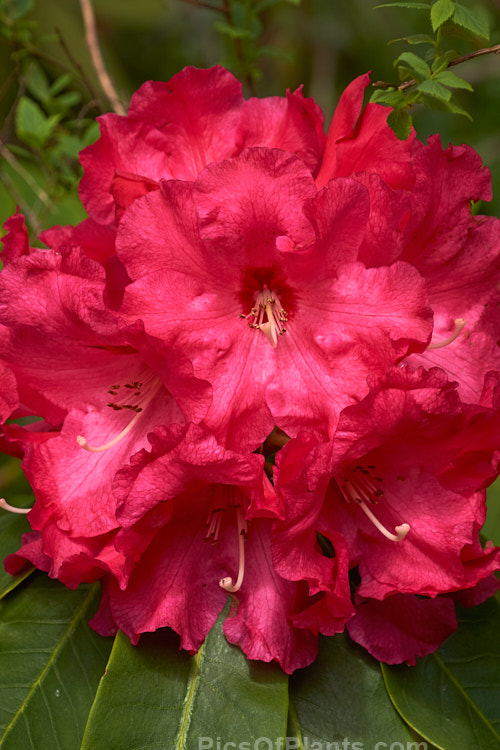 <i>Rhododendron</i> 'Freeman R. Stephens' (<i>The Hon. J-M de Montague' x white seedling</i>), 2-3m high shrub introduced by Stephens of the USA in 1973. Order: Ericales, Family: Ericaceae